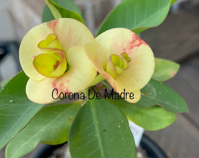 Dreamland Thai Hybrid Crown of Thorns / Corona de Cristo