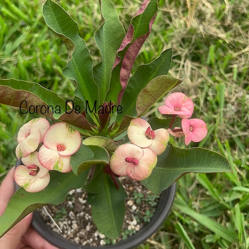 Black Pearl Thai Hybrid Crown of Thorns / Corona De Cristo - Etsy