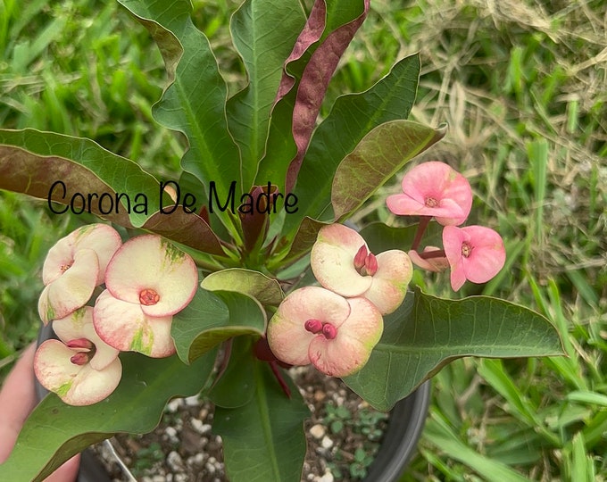 Black Pearl Thai Hybrid Crown of Thorns / Corona de Cristo