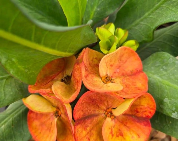 Mangonada Thai Hybrid Crown of Thorns / Corona de Cristo