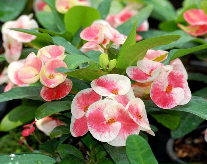 Sab Sethee Thai Hybrid Crown of Thorns/Corona de Cristo