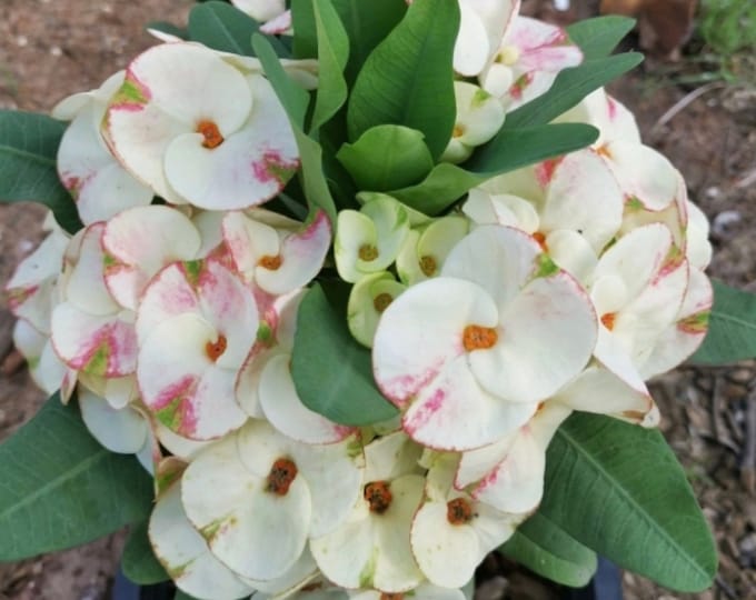 Siam Sunshine Thai Hybrid Crown of Thorns / Corona de Cristo
