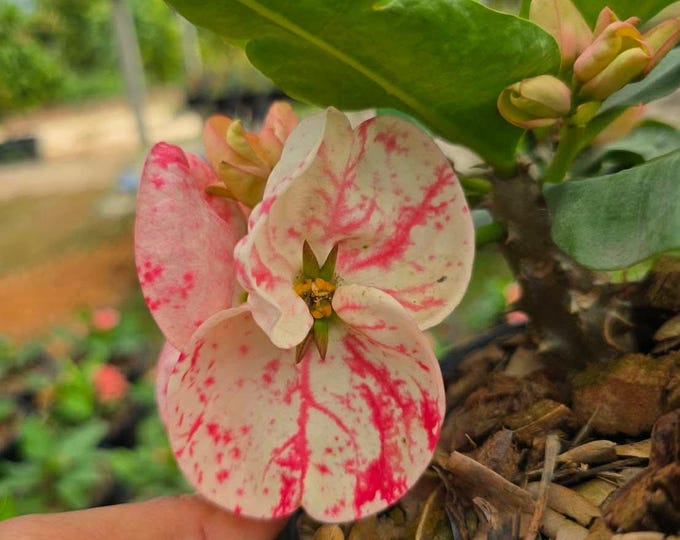 Petal Mist Thai Hybrid Crown of Thorns / Corona de Cristo