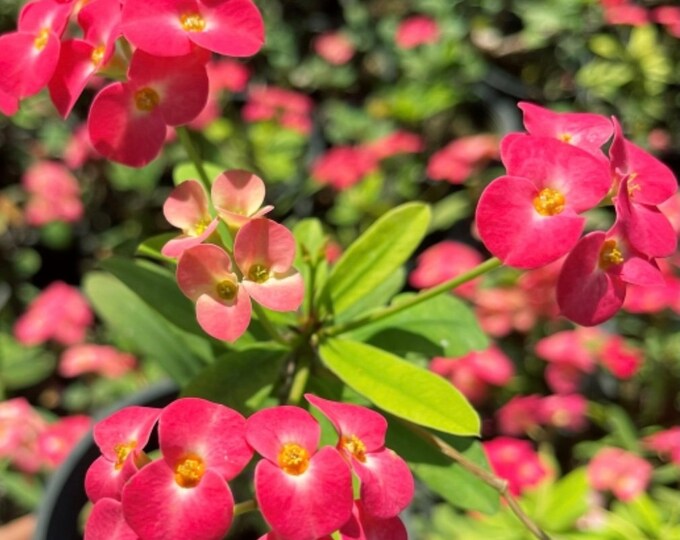 Sweet Yada Thai Hybrid Crown of Thorns / Corona de Cristo