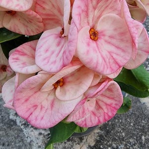 May include: Close-up of a cluster of pink flowers with darker pink veining. The petals are soft and delicate, with a subtle gradient of color. The center of each flower has a small, orange-yellow detail. Green leaves are visible.