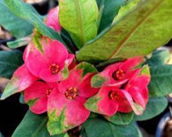 Diamond Island Thai Hybrid Crown of Thorns / Corona de Cristo