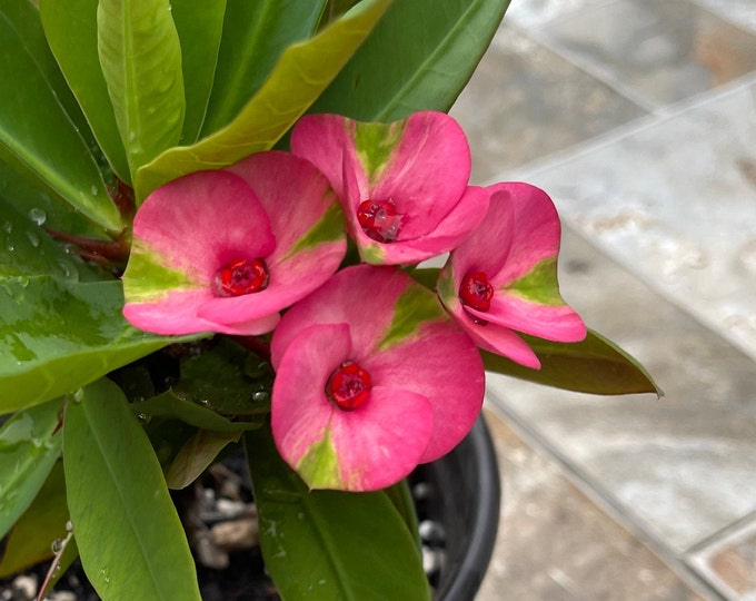 Siam Ruby Thai Hybrid Crown of Thorns / Corona de Cristo