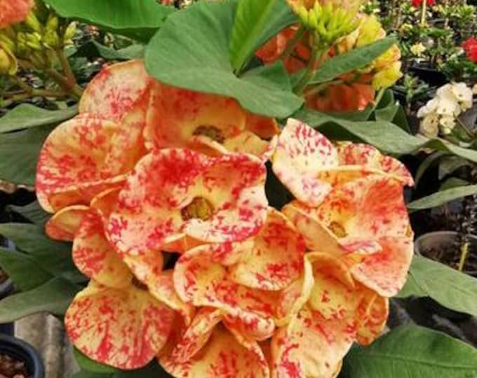 Jewel Drop Thai Hybrid Crown of Thorns/Corona de Cristo