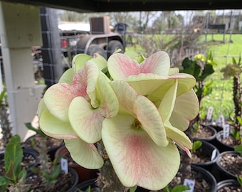 Sap Rungroj Thai Hybrid Crown of Thorns / Corona de Cristo