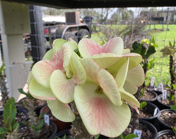 Sap Rungroj Thai Hybrid Crown of Thorns / Corona de Cristo