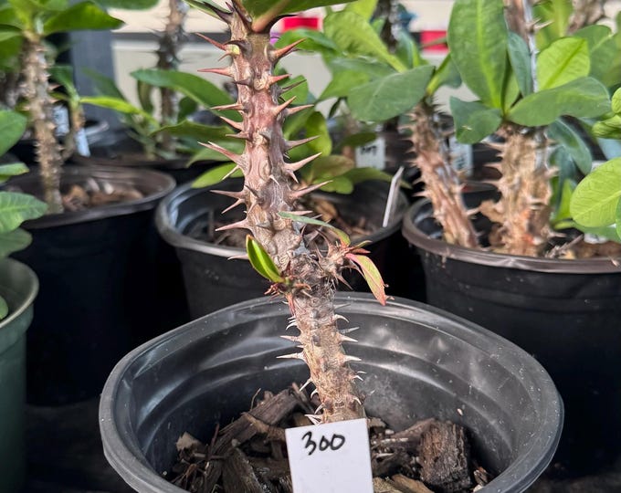 UNKNOWN COLOR (300) Thai Hybrid Crown of Thorns / Corona de Cristo