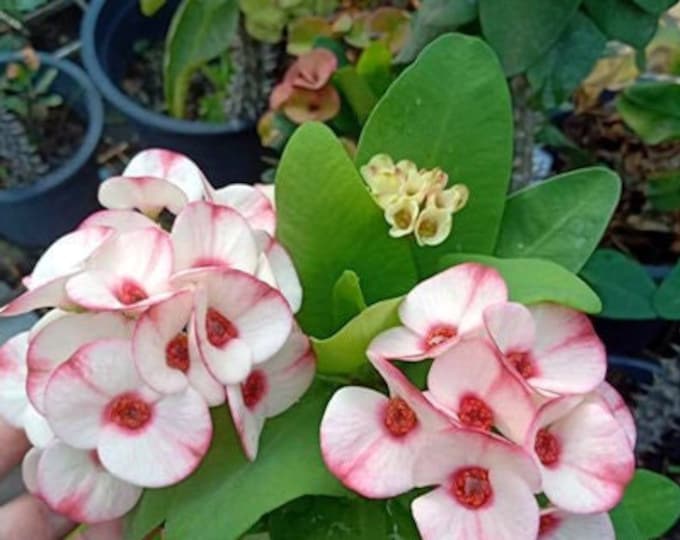 Lady Bird Thai Hybrid Crown of Thorns / Corona de Cristo