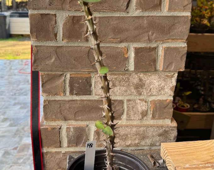 UNKNOW COLOR Thai Hybrid (148) Crown of Thorns / Corona de Cristo