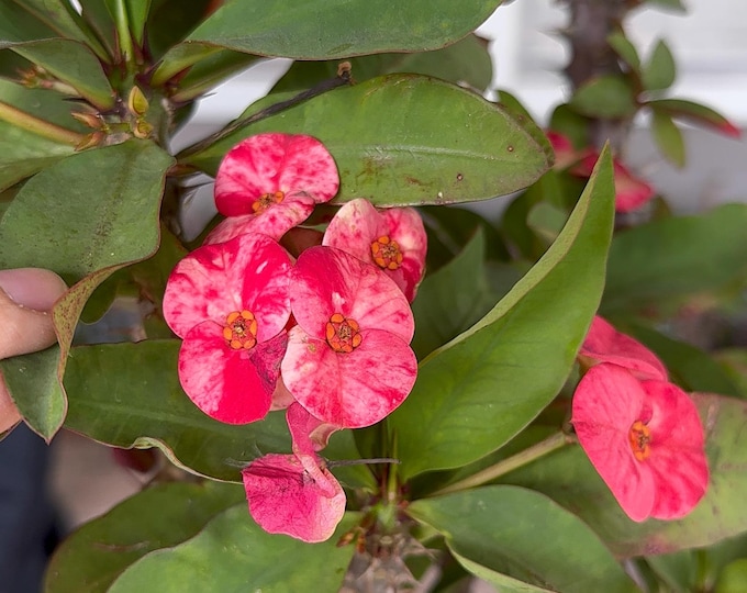 Red Moon Thai Hybrid Crown of Thorns / Corona de Cristo