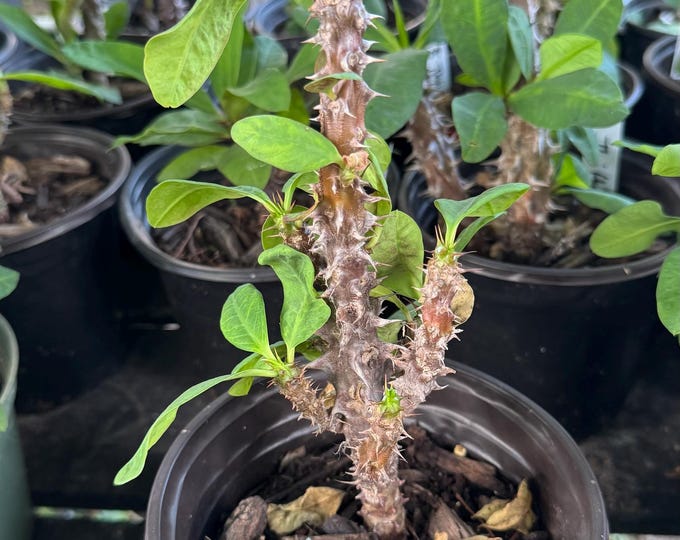 UNKNOWN COLOR (350) Thai Hybrid Crown of Thorns / Corona de Cristo