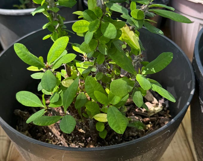 UNKNOWN COLOR Thai Hybrid Crown of Thorns / Corona de Cristo