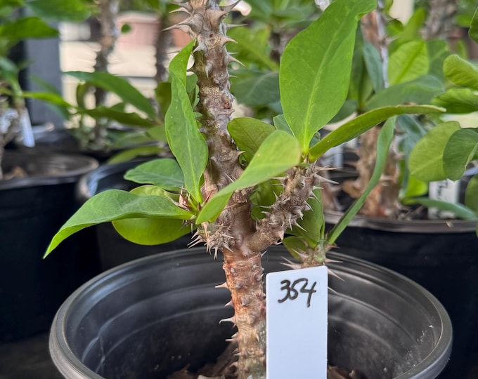 UNKNOWN COLOR (354) Thai Hybrid Crown of Thorns / Corona de Cristo