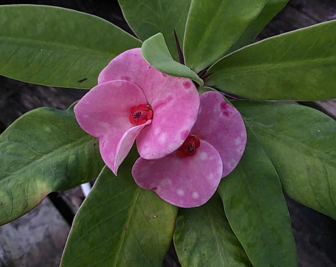 Mae Fah Luang Thai Hybrid Crown of Thorns / Corona de Cristo