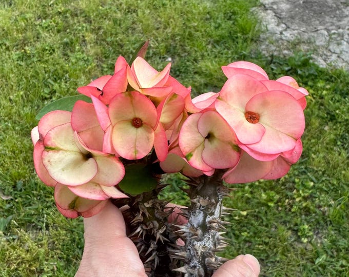 Bridal Bouquet / Ramo De Novia Thai Hybrid Crown of Thorns / Corona de Cristo