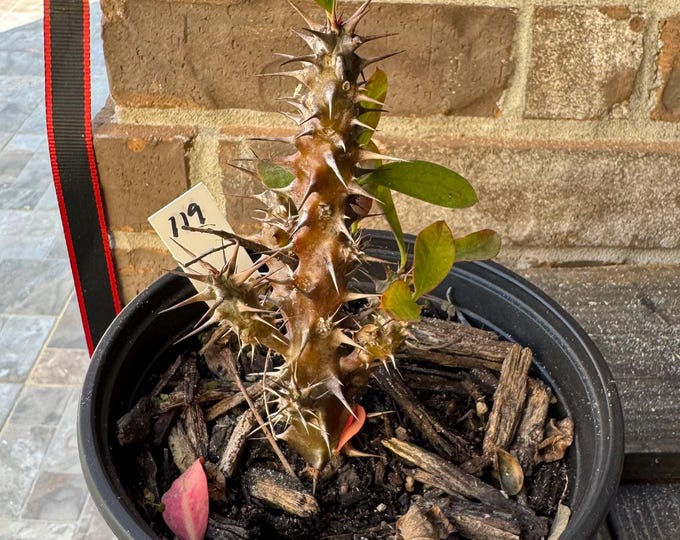 UNKNOWN COLOR Thai Hybrid (119) Crown of Thorns / Corona de Cristo