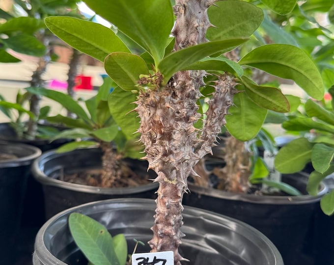 UNKNOWN COLOR (347) Thai Hybrid Crown of Thorns / Corona de Cristo