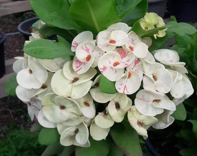 Chiangmai Hill Thai Hybrid Crown of Thorns/Corona de Cristo