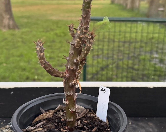 UNKNOWN COLOR Thai Hybrid (303) Crown of Thorns / Corona de Cristo
