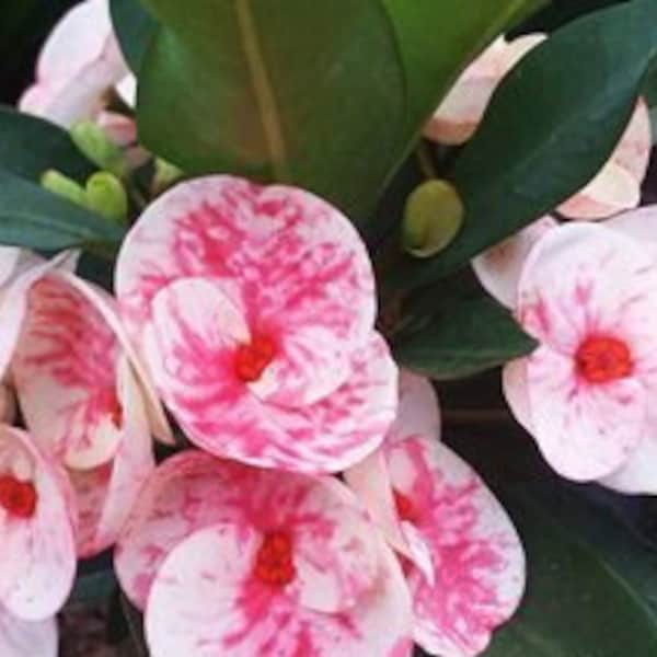 Swift Red Thai Hybrid Crown of Thorns / Corona de Cristo