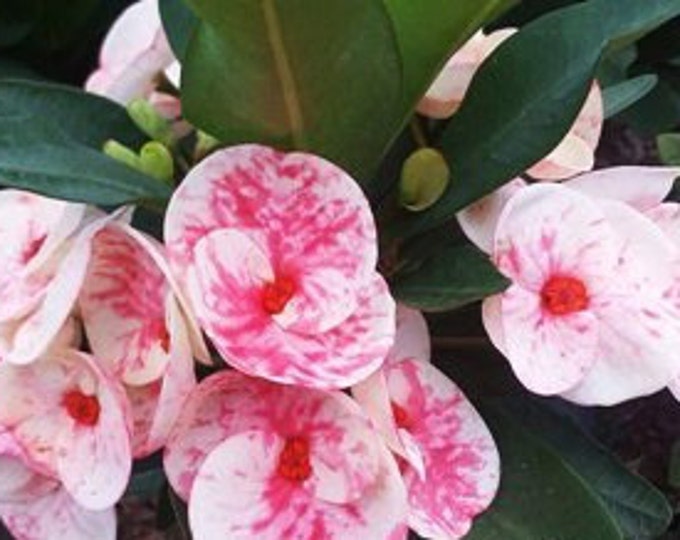 Swift Red Thai Hybrid Crown of Thorns / Corona de Cristo