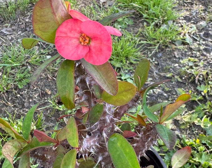 Thai Hybrid (323) Crown of Thorns / Corona de Cristo
