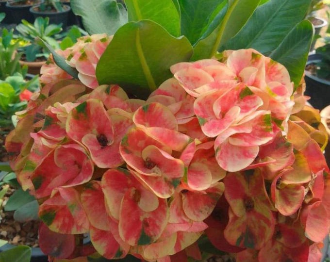 Annabelle Thai Hybrid Crown of Thorns / Corona de Cristo