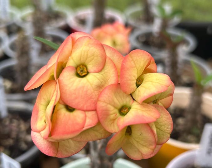 Sunrise Thai Hybrid Crown of Thorns / Corona de Cristo