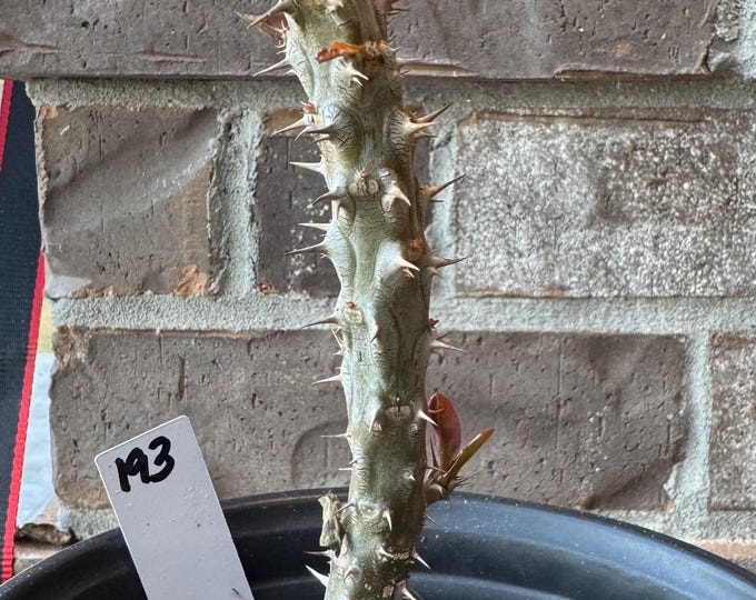 UNKNOWN COLOR Thai Hybrid (193) Crown of Thorns / Corona de Cristo