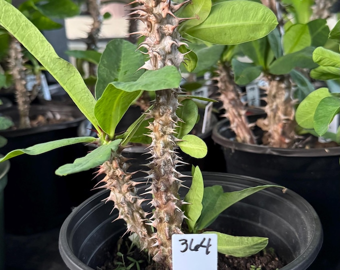 UNKNOWN COLOR (364) Thai Hybrid Crown of Thorns / Corona de Cristo