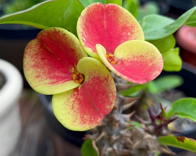 Flame of Torch Thai Hybrid Crown of Thorns / Corona de Cristo