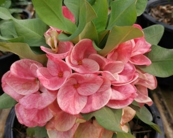 Sweet Champion  Thai Hybrid Crown of Thorns / Corona de Cristo