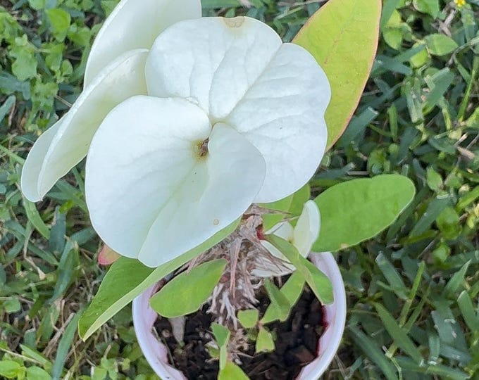 Millionaire Money OR White Diamond OR Tweety Thai Hybrid Crown of Thorns / Corona de Cristo