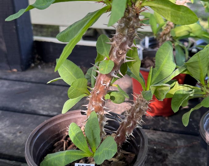 UNKNOW COLOR Thai Hybrid (005) Crown of Thorns / Corona de Cristo
