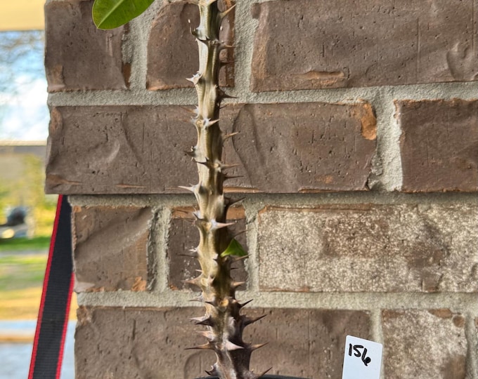 UNKNOW COLOR Thai Hybrid (156) Crown of Thorns / Corona de Cristo