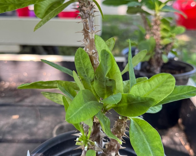 UNKNOWN COLOR Thai Hybrid (003) Crown of Thorns / Corona de Cristo