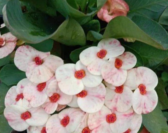 Mongkol Ruby Thai Hybrid  Crown of Thorns / Corona de Cristo