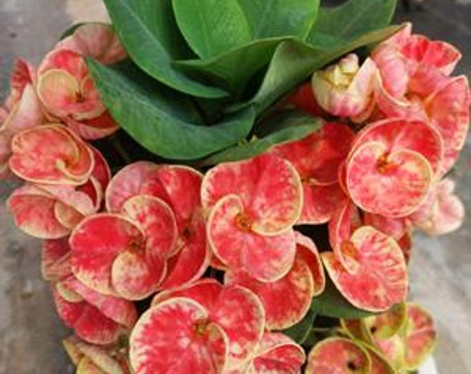 Orange Valentine Thai Hybrid Crown of Thorns / Corona de Cristo