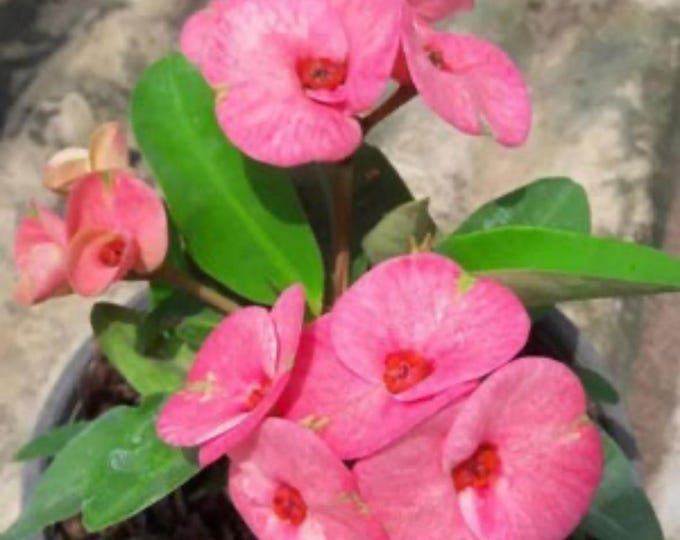 HauHin Thai Hybrid Crown of Thorns / Corona de Cristo