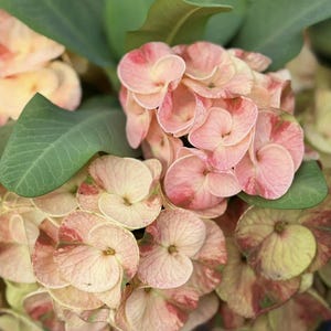 PimTong Thai Hybrid Crown of Thorns / Corona de Cristo