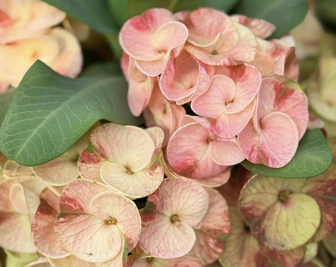 PimTong Thai Hybrid Crown of Thorns / Corona de Cristo