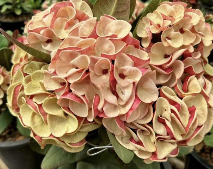 Chanchao Thai Hybrid Crown of Thorns / Corona de Cristo