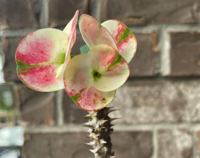 Happyness Thai Hybrid Crown of Thorns / Corona de Cristo