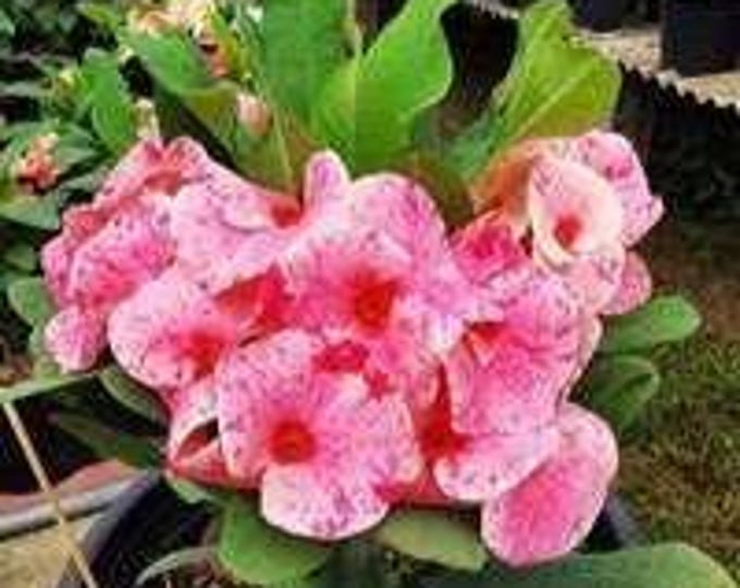 Mae Fah Luang Thai Hybrid Crown of Thorns / Corona de Cristo