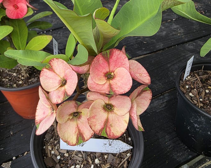 Lunar Thai Hybrid Crown of Thorns / Corona de Cristo