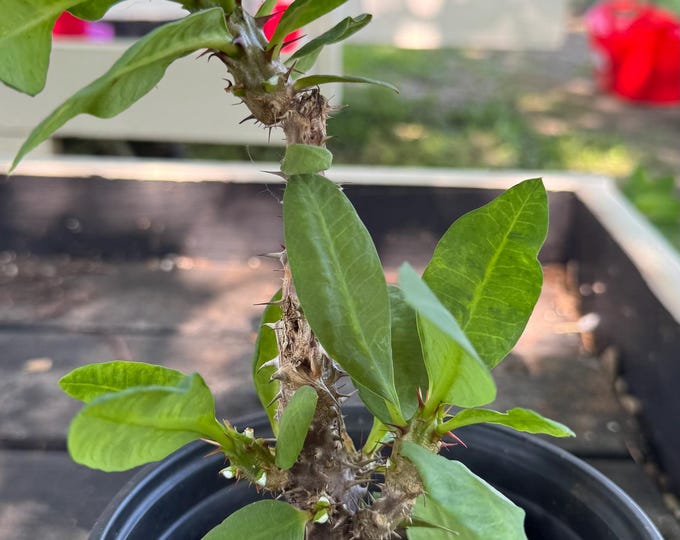 Unknown Color Thai Hybrid (001) Crown of Thorns / Corona de Cristo